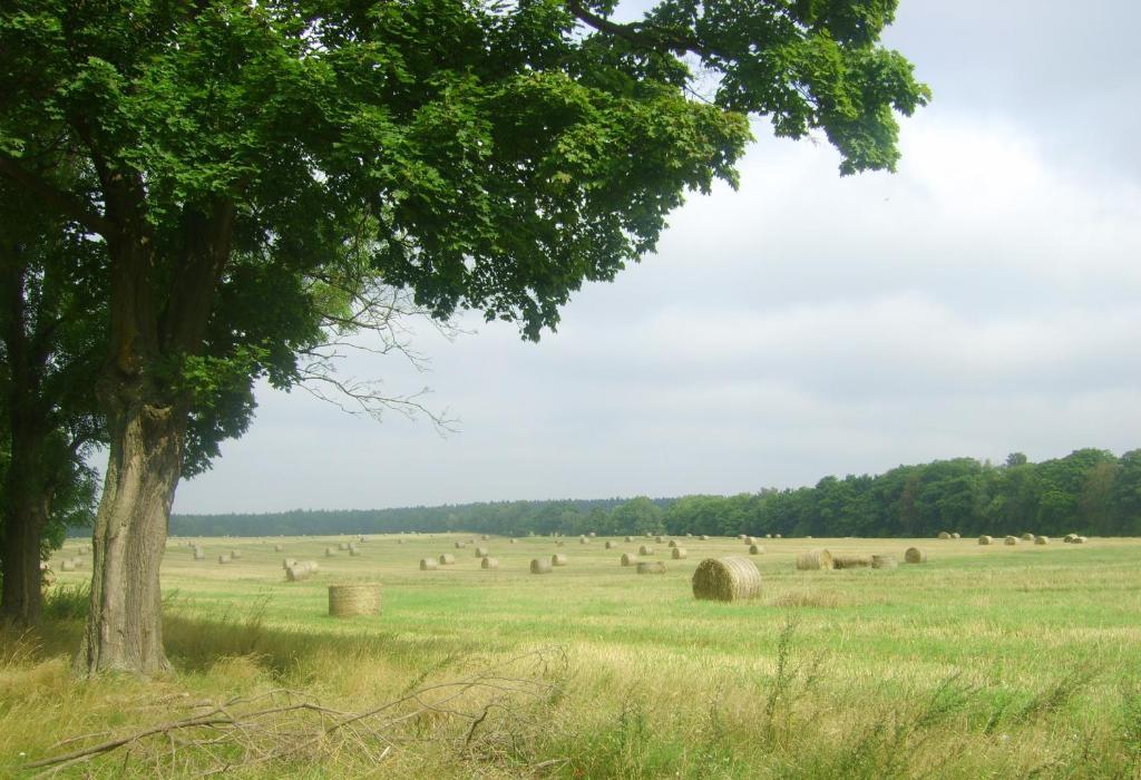 Gospodarstwo Agroturystyczne Lesniczowka Lubin  Exteriör bild